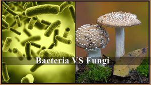 bakteri ve mantarlar