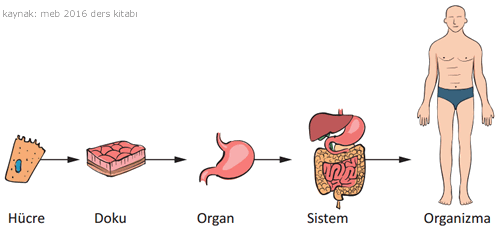 Organ ve Doku Arasındaki Fark Nedir?