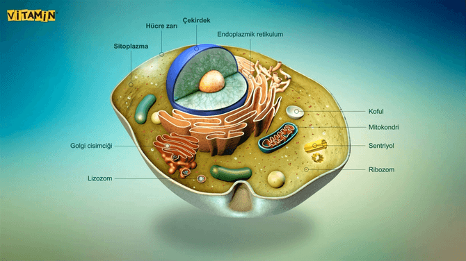 hücre nedir