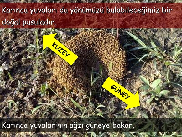 Karınca yuvalarının girişi hangi yönü gösterir