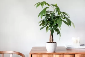 para ağacı, money tree